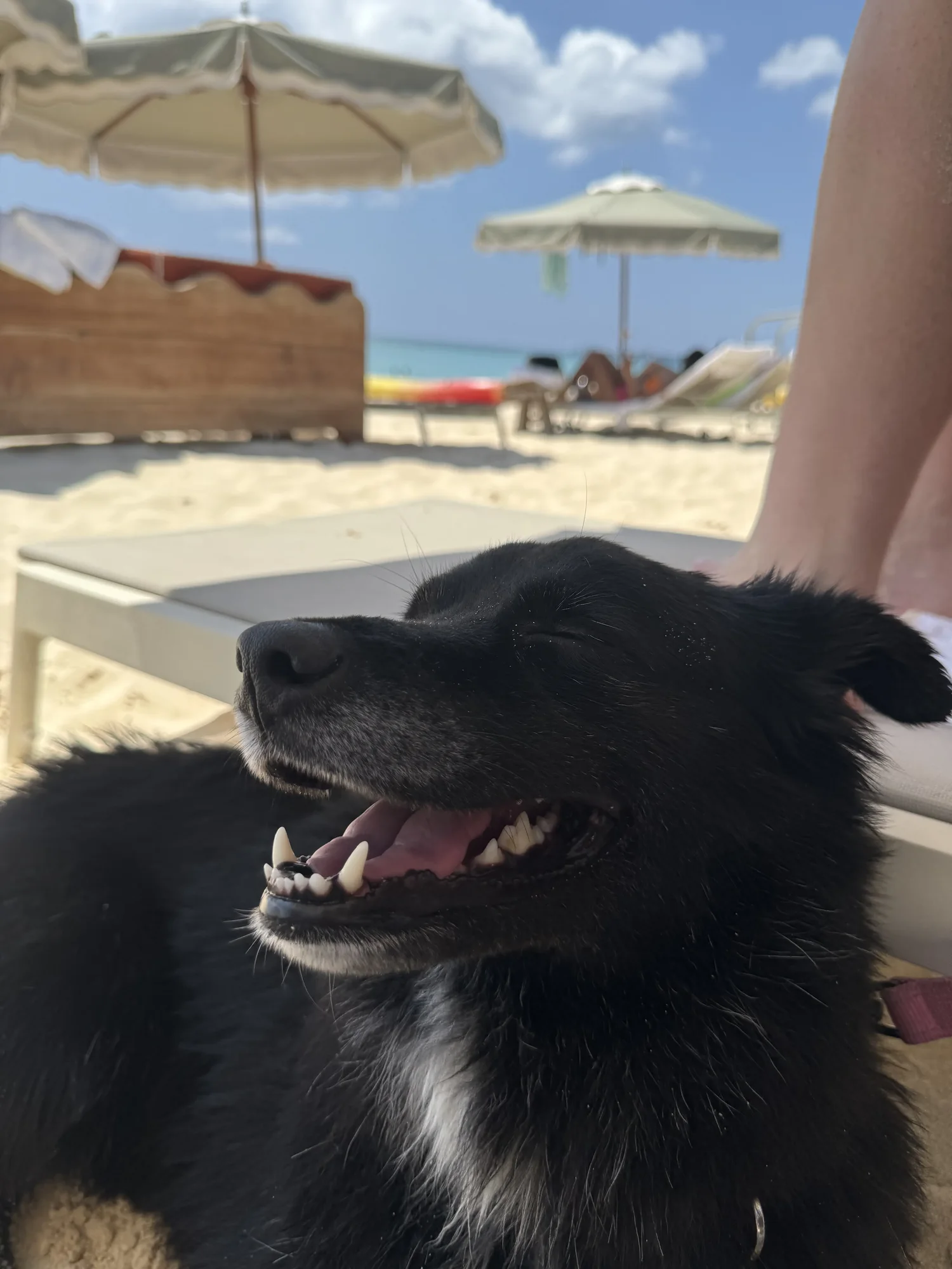 Mochi grinning ear to ear on the beach, umbrellas and sea behind her